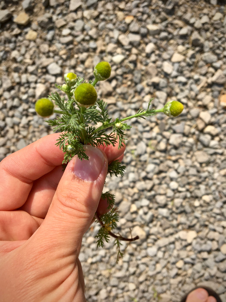 Pineapple Weed blooms where it’s planted…or something like that